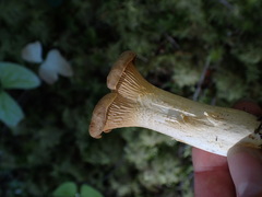 Cantharellus formosus