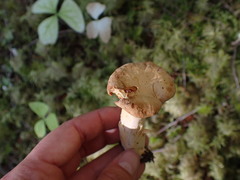 Cantharellus formosus