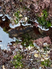 Octopus bimaculoides