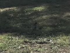 Barnardius zonarius zonarius