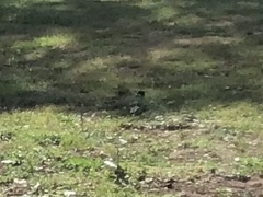 Barnardius zonarius zonarius