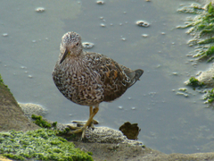 Calidris virgata