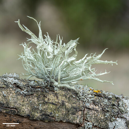 stužkovec jaseňový (Ramalina fraxinea)
