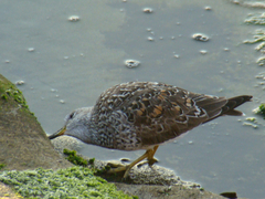 Calidris virgata