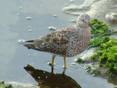 Calidris virgata