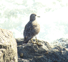 Calidris virgata