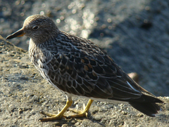Calidris virgata