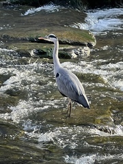 Ardea cinerea