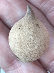 Disholcaspis cinerosa