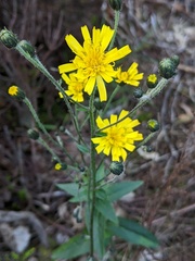 Hieracium