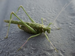 Insara elegans