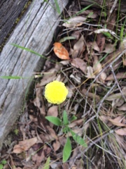 Craspedia variabilis