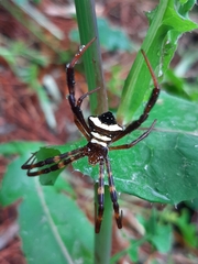 Argiope reinwardti