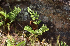 Cheilanthes sieberi sieberi