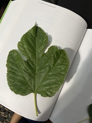 Morus microphylla