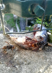 Vespa velutina nigrithorax