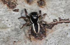Jotus auripes