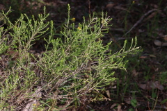 Cassinia sifton