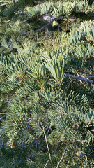 Abies concolor