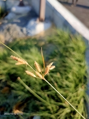 Fimbristylis
