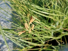 Fimbristylis