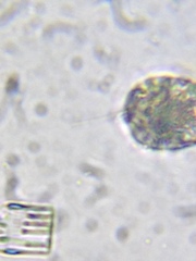Entosiphon