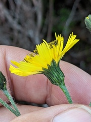 Hieracium