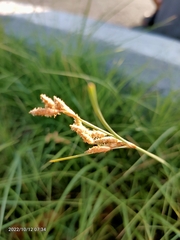 Fimbristylis