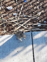 Otospermophilus beecheyi