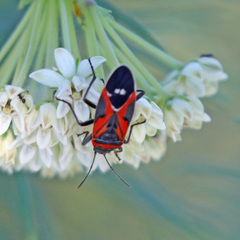 Lygaeus reclivatus