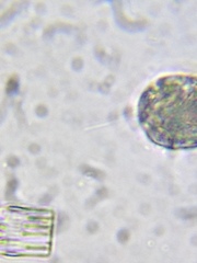 Entosiphon