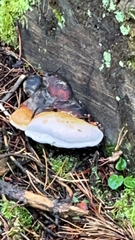 Fomitopsis pinicola
