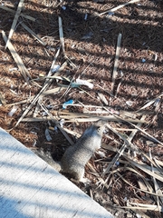 Otospermophilus beecheyi