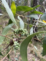 Acacia leiocalyx