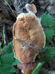 Byssomerulius corium