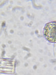 Entosiphon