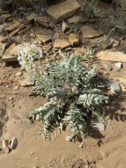 Oxytropis lambertii