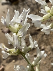 Oxytropis lambertii