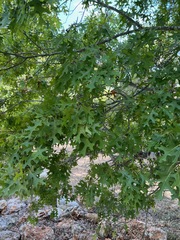 Quercus buckleyi