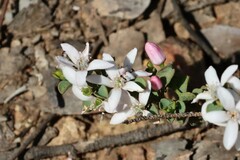 Philotheca verrucosa