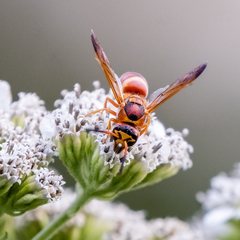 Euodynerus pratensis