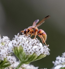 Euodynerus pratensis
