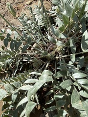 Oxytropis lambertii