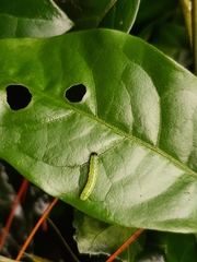 Choreutis amethystodes