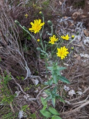 Hieracium