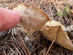 Hygrophorus chrysodon