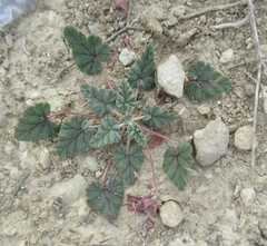 Erodium texanum
