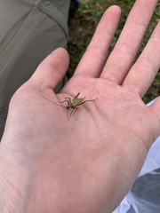 Oecanthus nigricornis