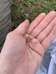 Oecanthus nigricornis