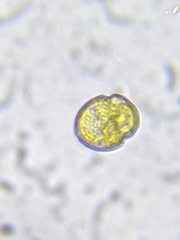 Parvodinium inconspicuum